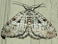 Geometrid Moth